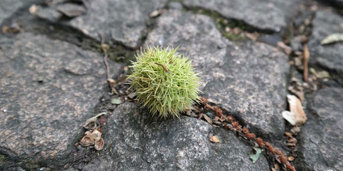 마실거리, 체코 프라하 아홉번째 이야기