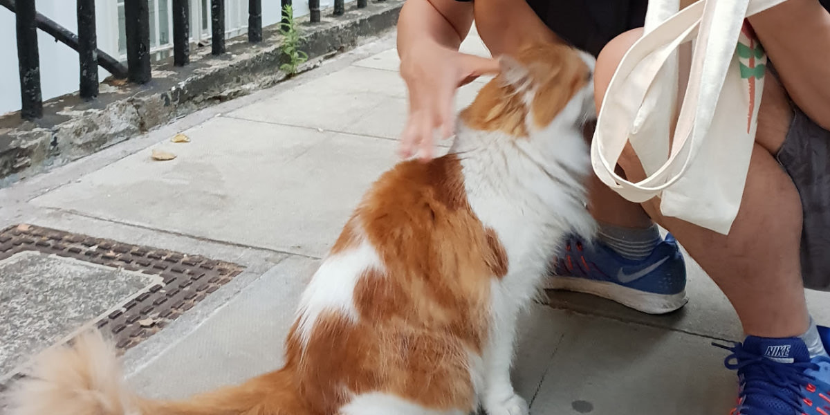 길 고양이 쥬빌리냥 애교 많은 개냥이 사료라도 줄걸 그랬어